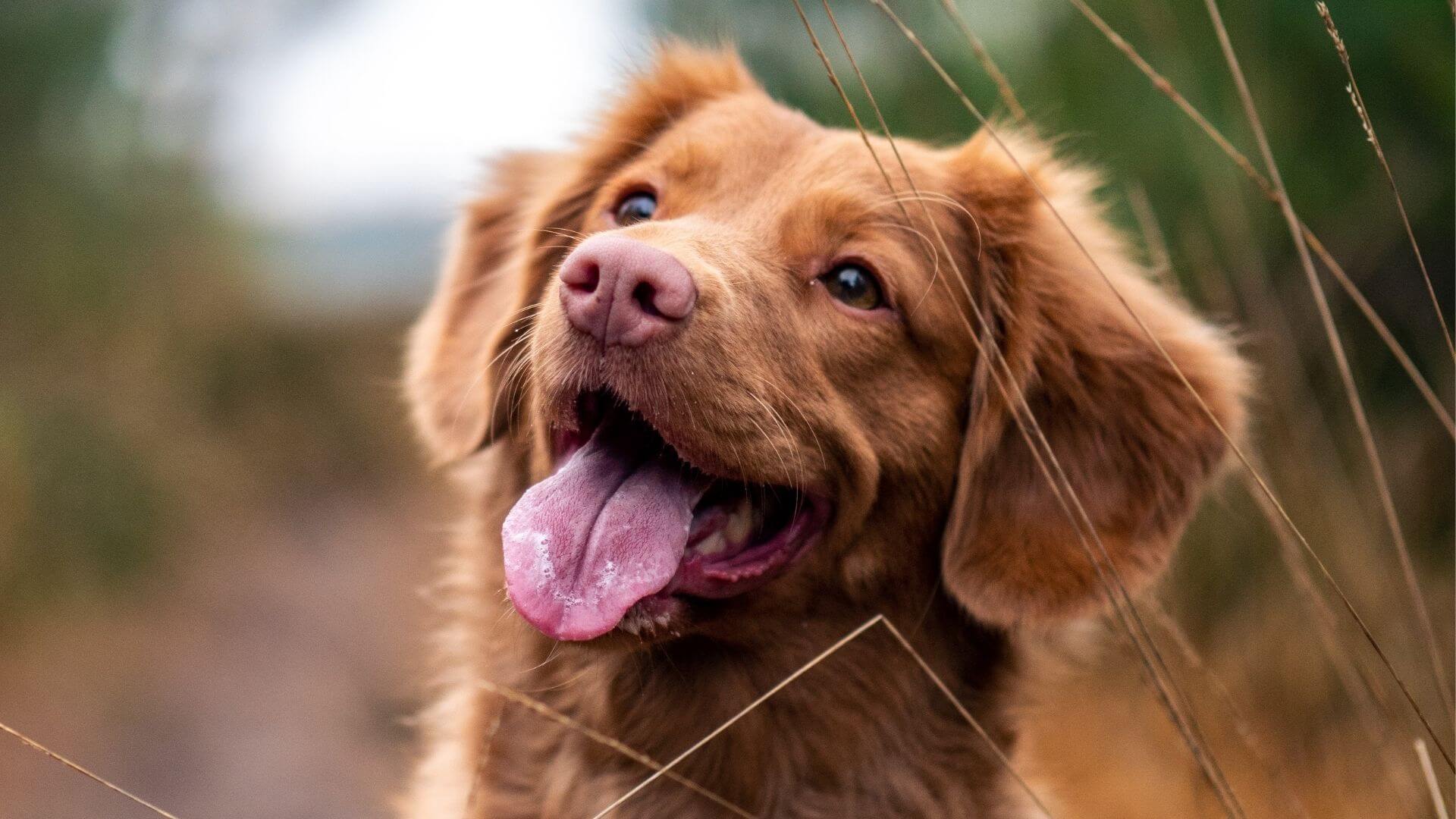 Coupons Belle Plaine Animal Hospital