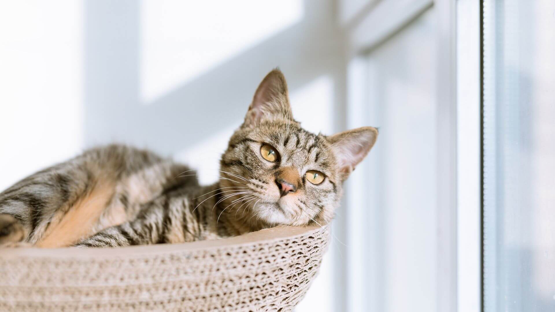 cat laying in basket