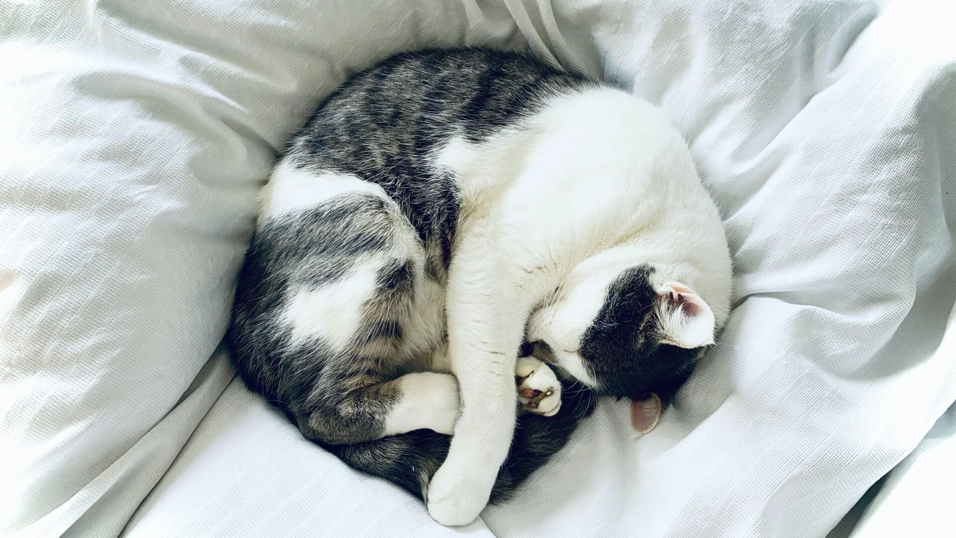 cat curled up on bed
