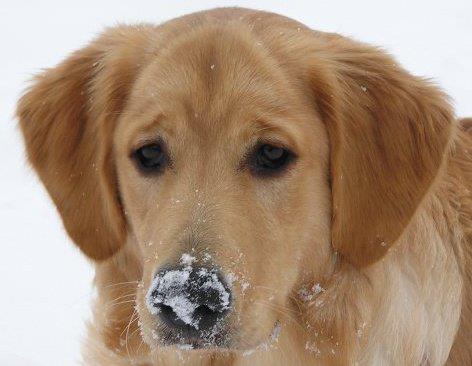 dog with snow on nose