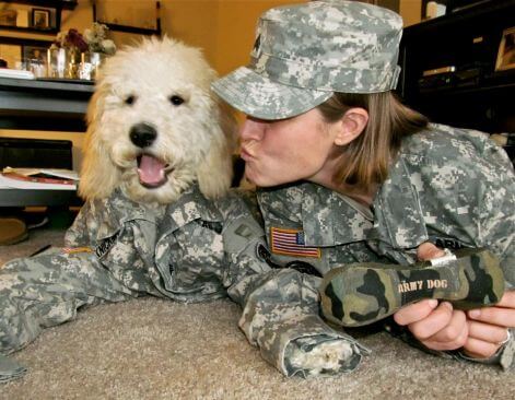 army dog