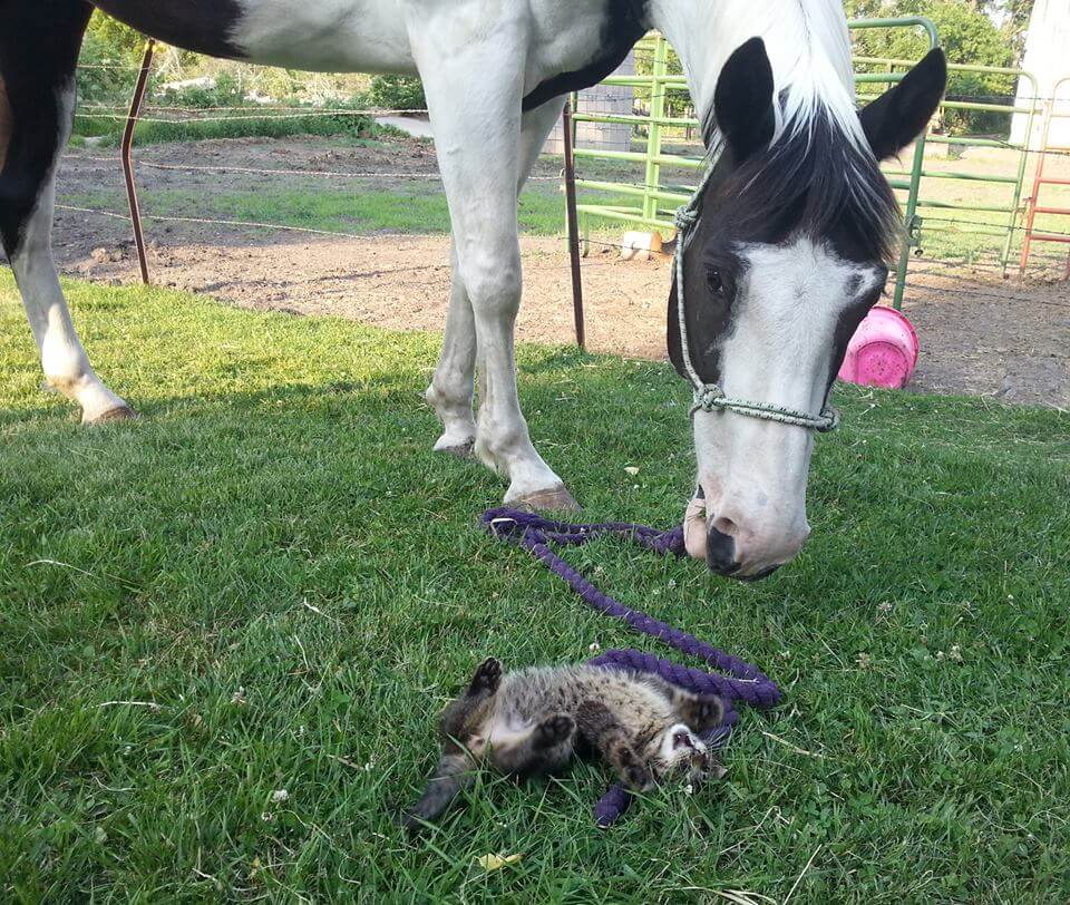 horse playing with cat