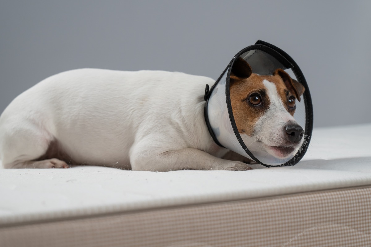 dog wears surgical cone